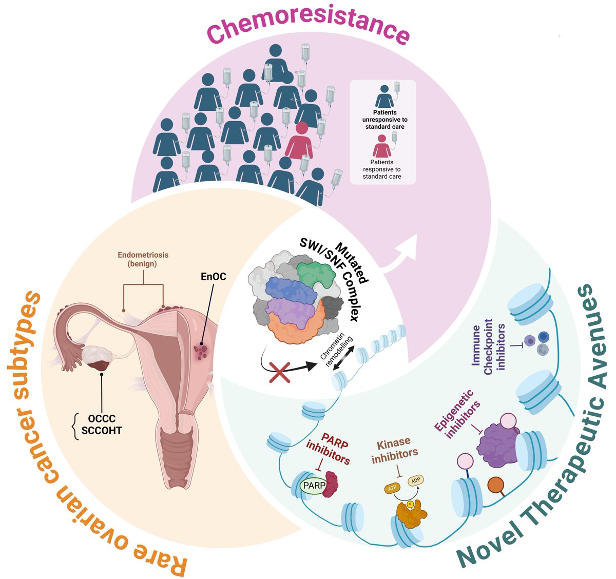 🏆Check out the Editor's Choice #Article "Aberrant SWI/SNF Complex Members Are Predominant in Rare Ovarian Malignancies—Therapeutic Vulnerabilities in Treatment-Resistant Subtypes"
✍by Yue Ma et al. <a href="/UTSEngage/">UTS</a> 
📌Link: mdpi.com/2072-6694/16/1…