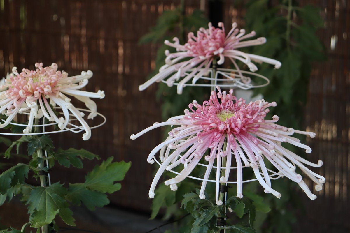 キク栽培の本| 菊の花百貨