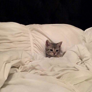 In love with bed. Literally obsessed with pillows blankets and such. Cannot stop thinking about sleep