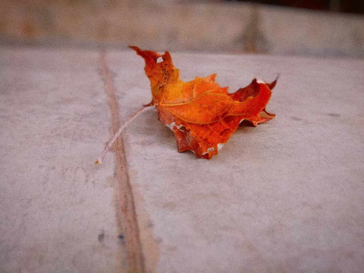 stay_anywhere_'s tweet photo. 一地红笺
被秋风
写满了思念

半夜醒来，感受着时间的流逝���如此清晰的洞见。。。。

其实看文字的基本都在看图，于是自友处盗来红黄叶图，以嗜看客🤭

很多时候，你想表达123，最终却被误解为想说abc，或这就是表达的幼稚，没有千万层括号内的解释，可能这就是人心，每颗心感受不同所致。。。。☺️ https://t.co/DN6xhkApEL