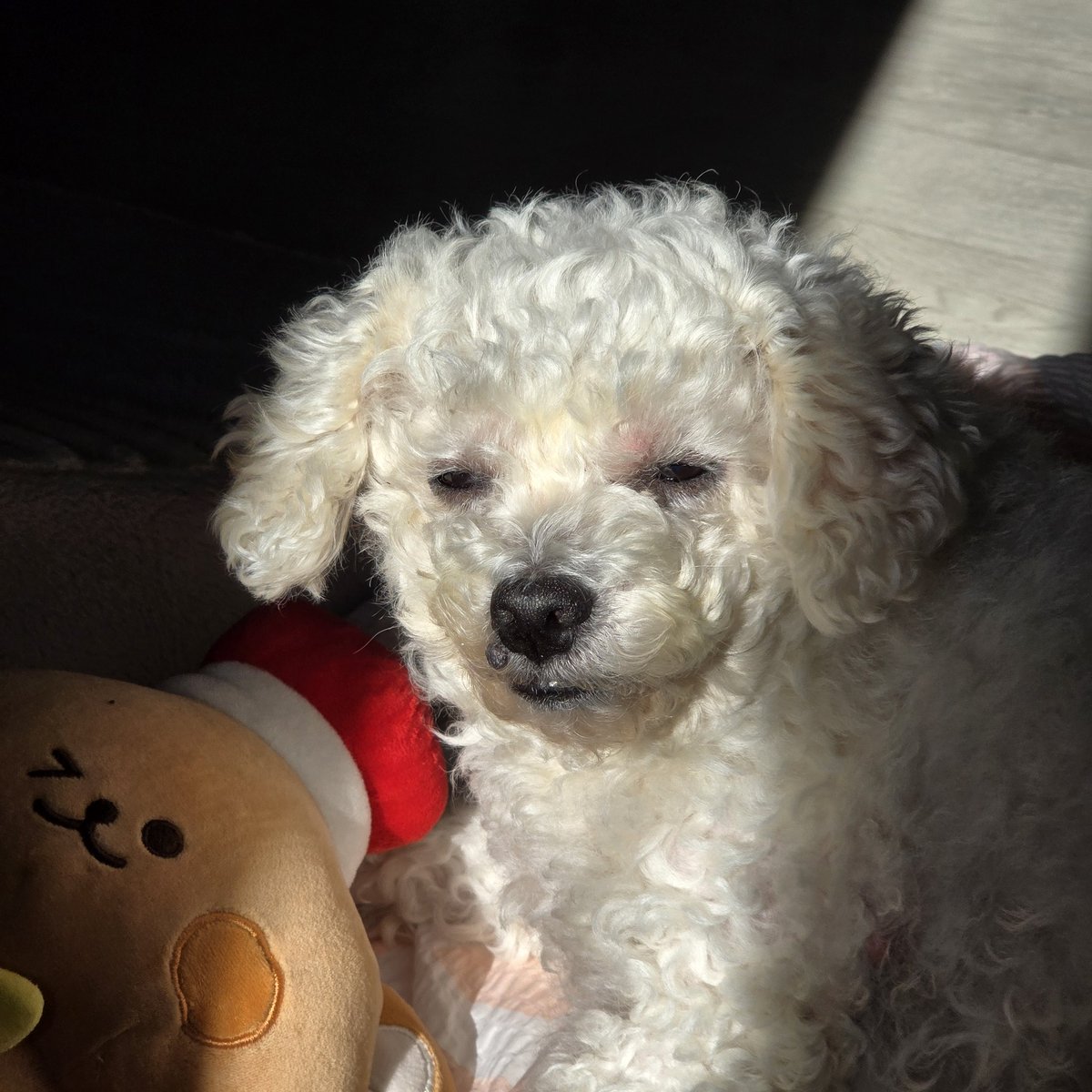 햇빛 눈부셔 강아지