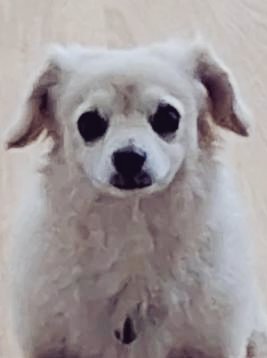 La Diabla😈😝 tweet media