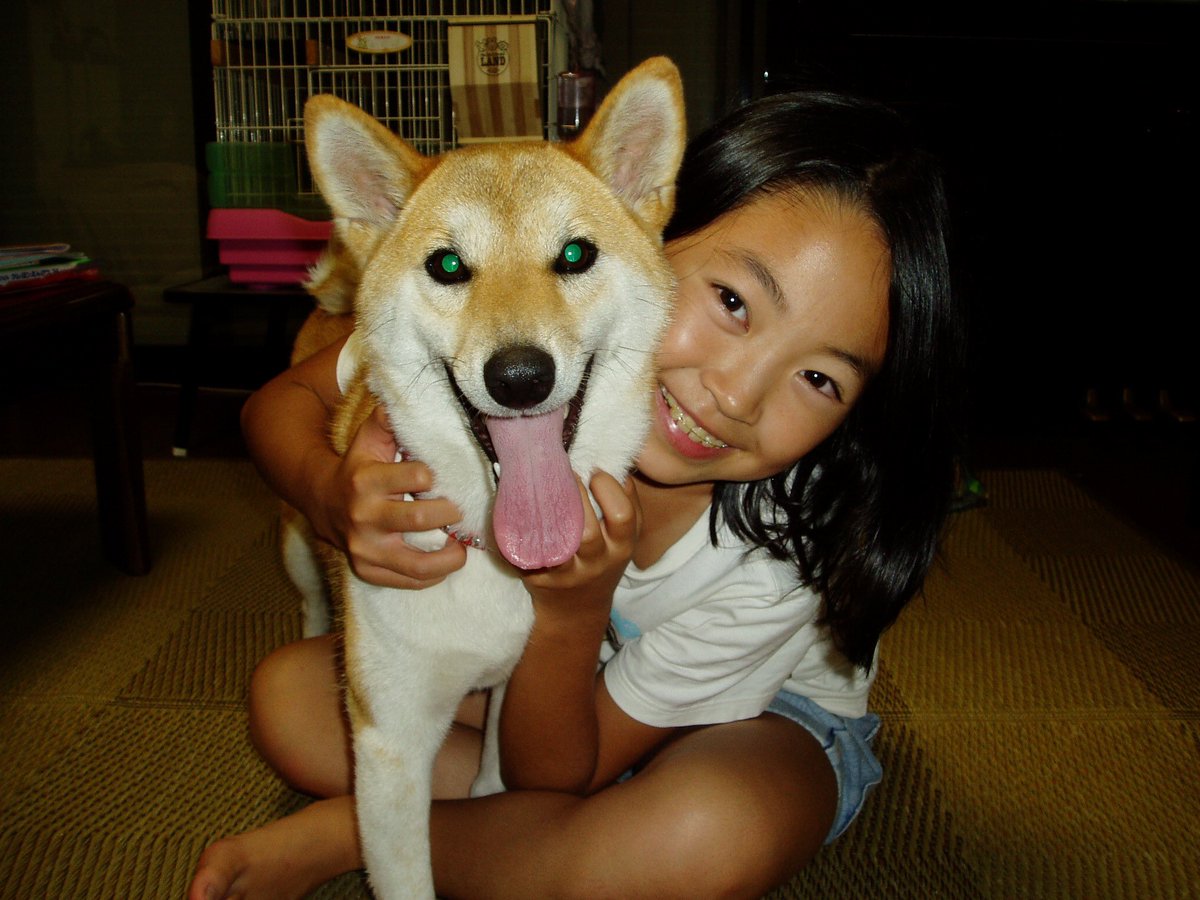 komugi16sai's tweet photo. 15年前あたちは２歳、お姉ちゃんは12歳(6年生)でした。

今日の夜、あたちは骨つぼに入ることになりました。

東京でお仕事終えたお姉ちゃん、急いで大阪に帰ってきてくれます。 https://t.co/pSQASMhz8d