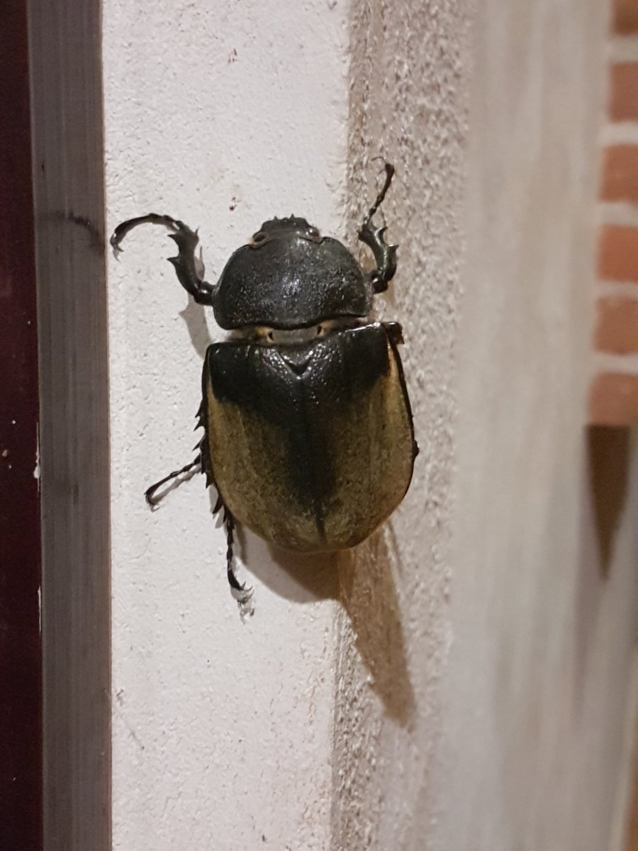 ViutGameDev's tweet photo. @insect_love6464 One more, this is an elephant beetle (female) I found while on a trip to the southern states of Mex https://t.co/rBPWhrROWr