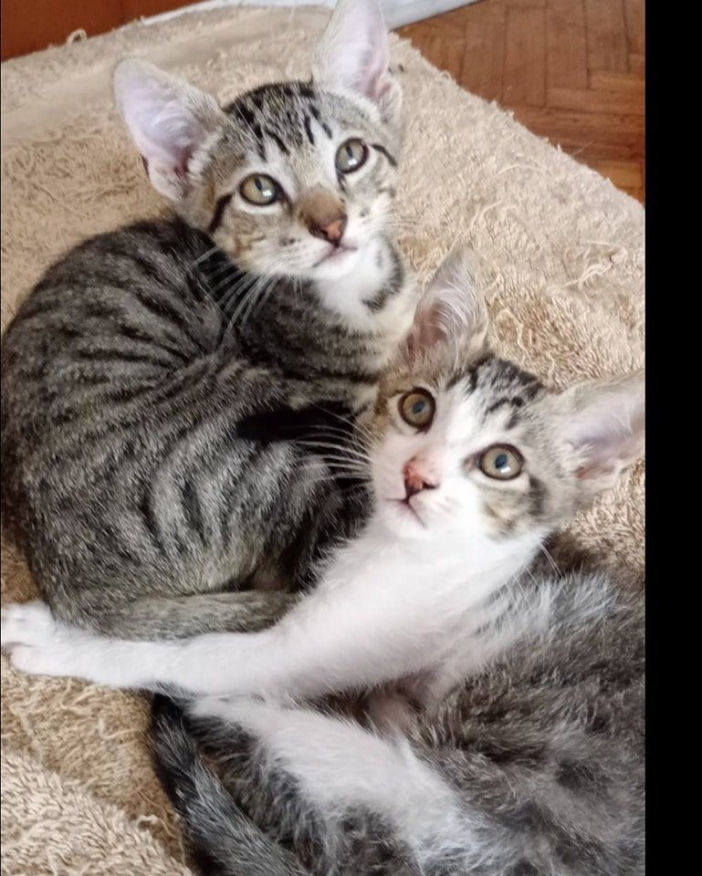 Fundación De Gatitos tweet media