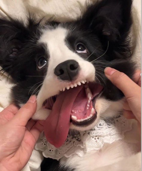 全力の変顔を披露してくれるワンちゃん