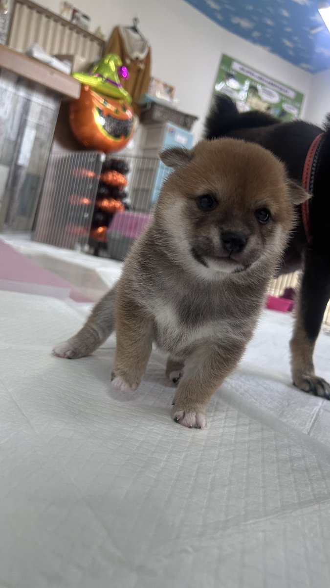 歩けるようになったよ！