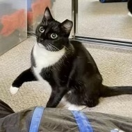 #Sonoma Co, CA: DINAH (CP) is a very sweet tuxedo kitty with an affectionate nature &amp; she will greet you with little meows. Despite having limited vision, she loves to play! Dinah was born in approx Nov 2022...  adoptrescuecatsinca.com

#RehomeHour #US #cats #blindcat #SantaRosa