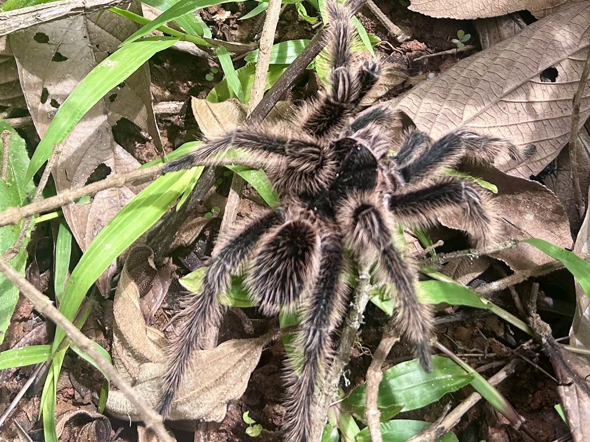 DylanMEdwards1's tweet photo. Anyone frightened by those house spiders in the bathroom ….? Look away now 😳😳. This magnificent tarantula was found on the trail …. Left to walk safety into the forest…..#SEBrazil Rained a bit yesterday too. Though seeing Cherry-Throated tanager lifted our spirits 🙏 https://t.co/1n7WSbC2Ts