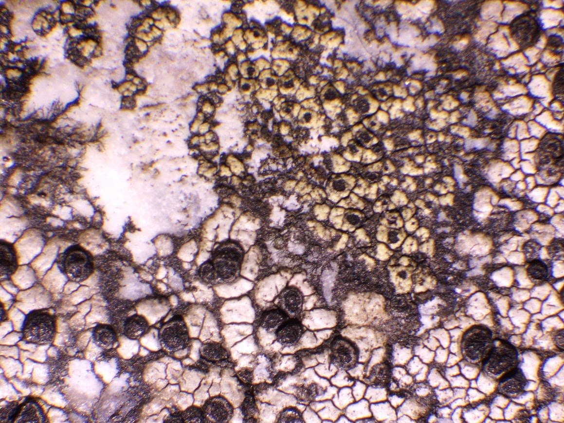 Mark Powell tweet media