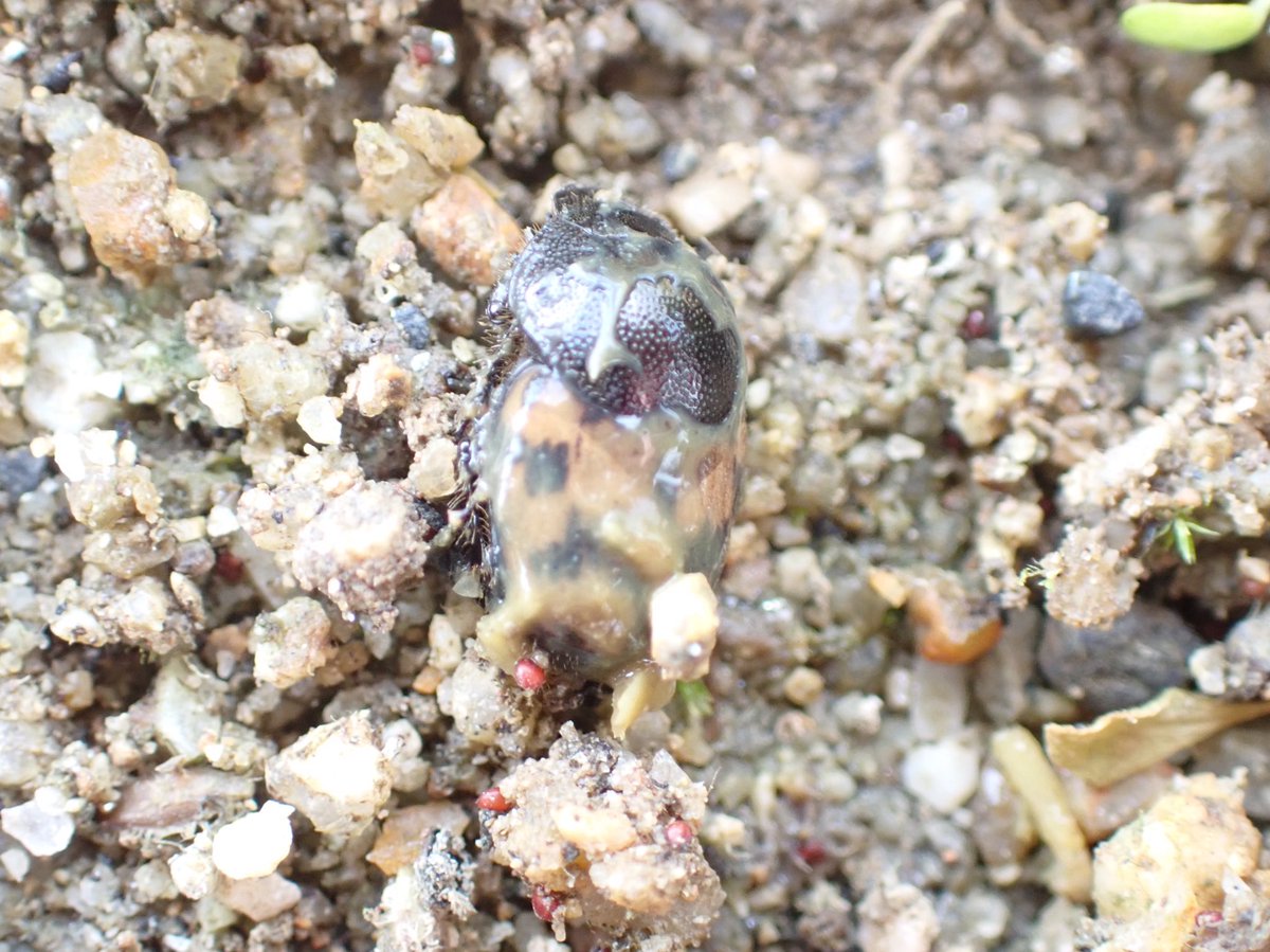 11月だけど気温高いしワンチャンあるかなーって、ようやく