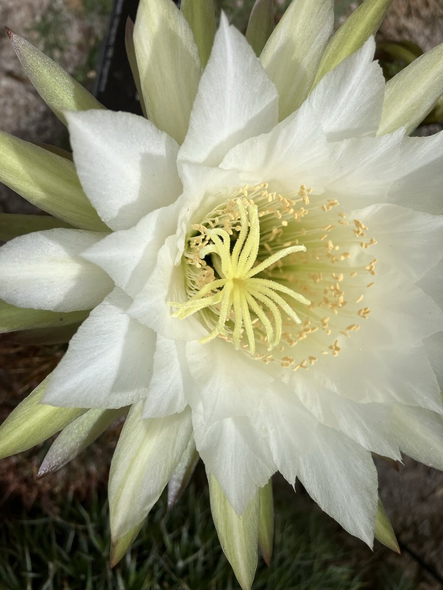 Looking for a PhD project to use evo-devo approaches with exciting floral traits, in a busy, friendly research group? Check out our projects for October 2025 entry at plantsci.cam.ac.uk/research/group…