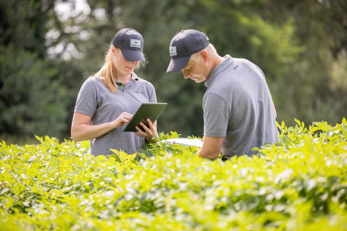 In the future, Europlant expect to present varieties with a more durable resistance, not only based on main and secondary genes, but supported by field resistance, based on many genes.
Read more in our Potato Variety Days ebook: hubs.ly/Q02Wp--M0 #PotatoVarietyDays24