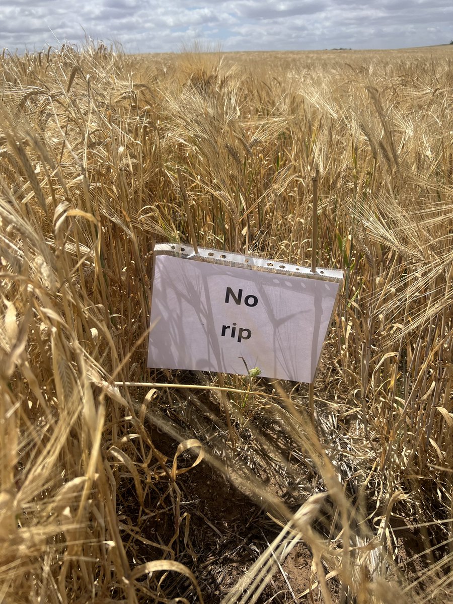 MsfMallee's tweet image. Our Younghusband site on a sandy rise showing good responses across ripping sites. Will see if the manure effects show at harvest. @AgEngUniSA @DAFFgov #FutureDroughtFund #MSFProjects
