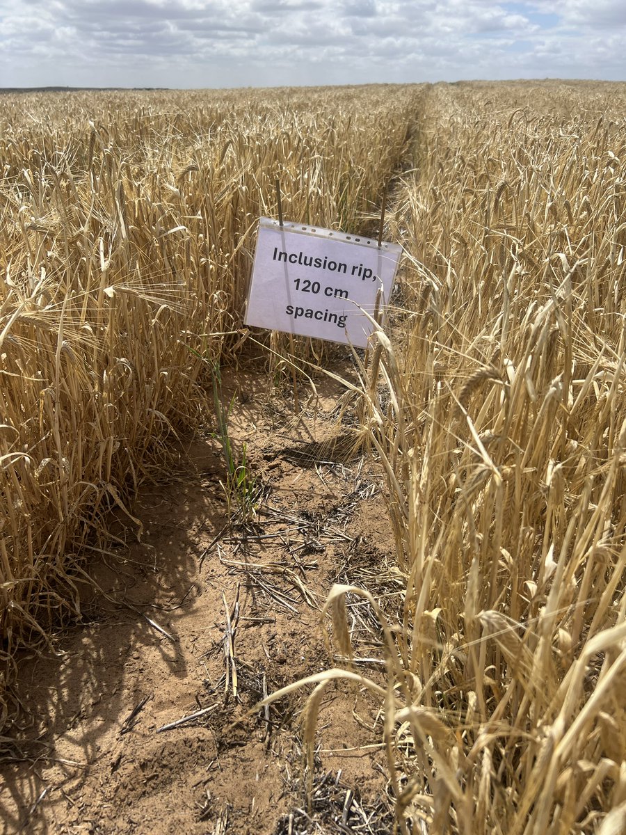 MsfMallee's tweet image. Our Younghusband site on a sandy rise showing good responses across ripping sites. Will see if the manure effects show at harvest. @AgEngUniSA @DAFFgov #FutureDroughtFund #MSFProjects