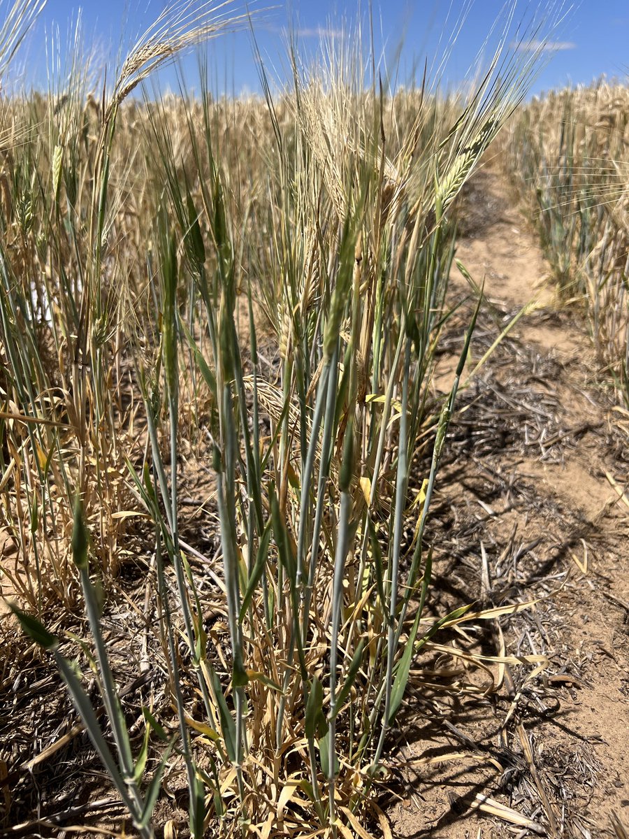 MsfMallee's tweet image. Our Younghusband site on a sandy rise showing good responses across ripping sites. Will see if the manure effects show at harvest. @AgEngUniSA @DAFFgov #FutureDroughtFund #MSFProjects