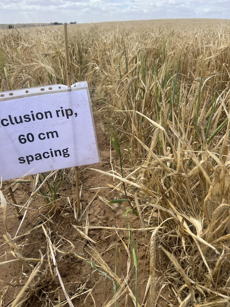 MsfMallee's tweet image. Our Younghusband site on a sandy rise showing good responses across ripping sites. Will see if the manure effects show at harvest. @AgEngUniSA @DAFFgov #FutureDroughtFund #MSFProjects