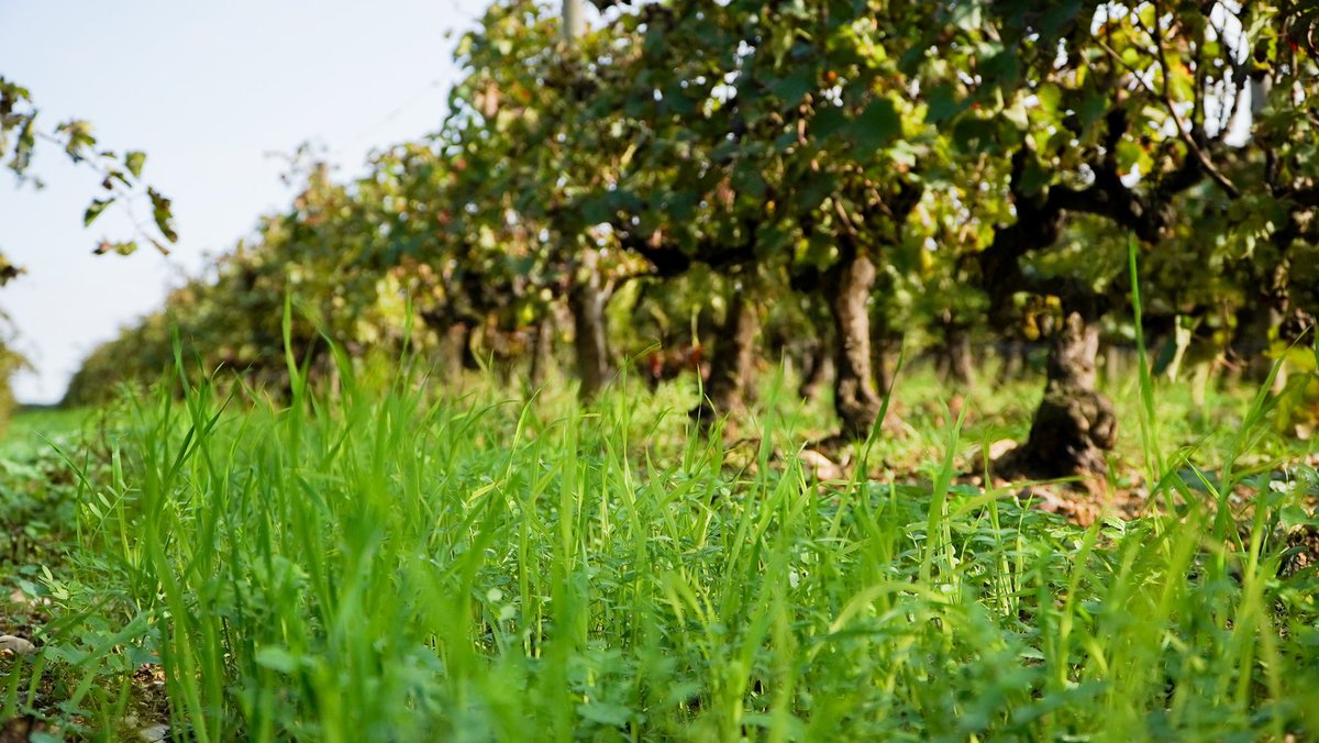 DomaineLafage's tweet photo. The latest rains in our region are a breath of fresh air for our soils.
Between 55 and 120 mm of water have fallen in less than 24 hours, infiltrating up to 60 cm deep! 
Further rains will be needed, but we hope this presages the start of a milder season for our vines! https://t.co/1EZG69d0uA