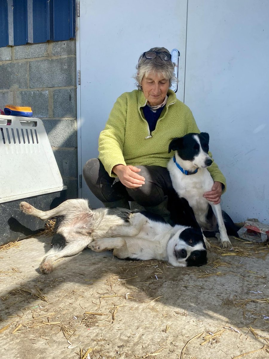 Diane Hart Collie Dog Rescue, Wales tweet media
