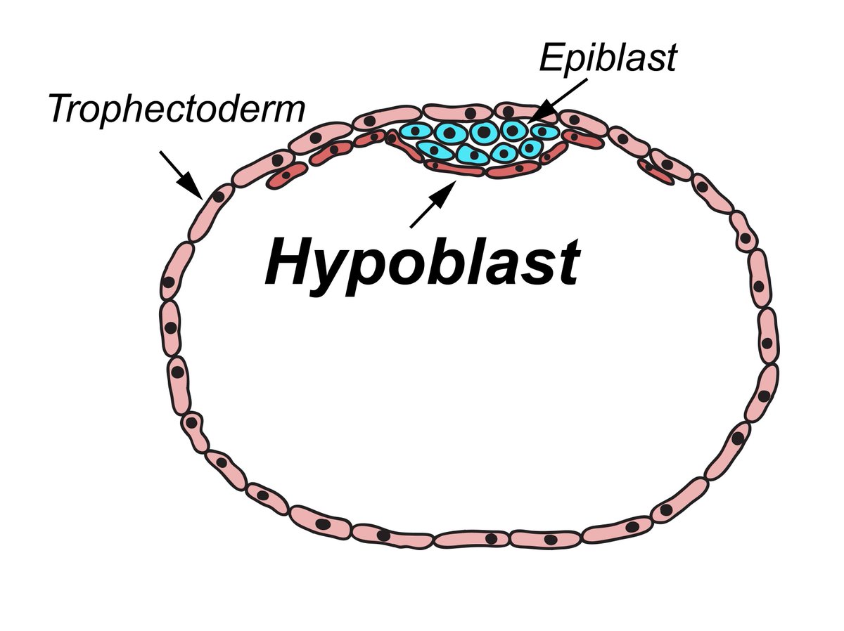 Curious embryo fact 7/25

Human embryos have a yolk sac, similar to fish and chicken. 

The yolk sac originates from hypoblast cells, which is generated at the blastocyst stage.

A subset of hypoblast cells even play an important role in body axis formation. 

#devbio #embryo