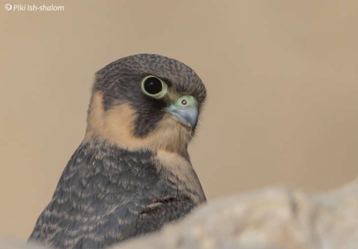 A wonderfully poignant article by <a href="/IshPiki/">Piki Ish-Shalom</a> about Sooty Falcons and their place in these troubled times, with beautiful photos, too. Five mins of your time very well spent, here: birds.org.il/en/article/soo…
