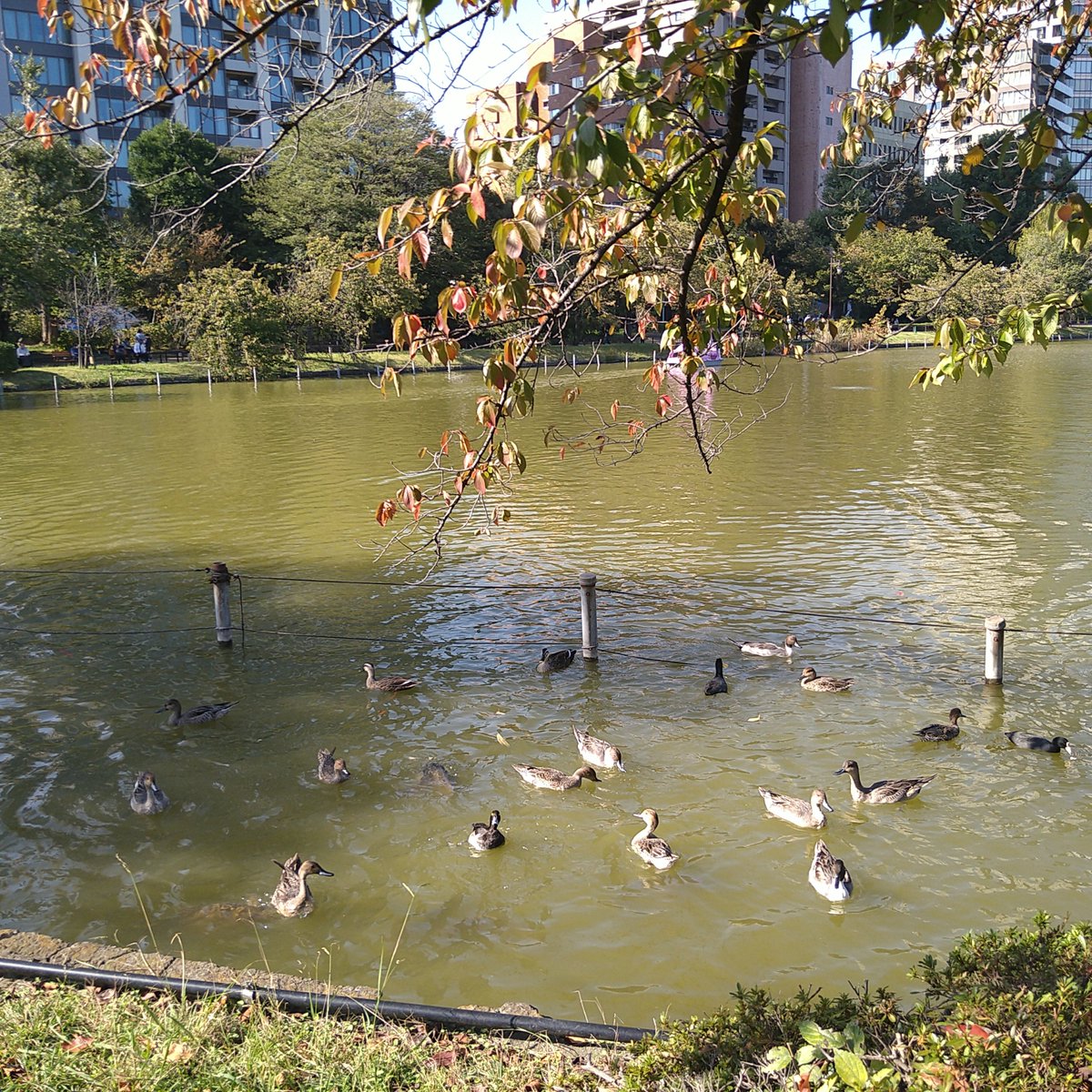 不忍の池の渡り鳥の鴨