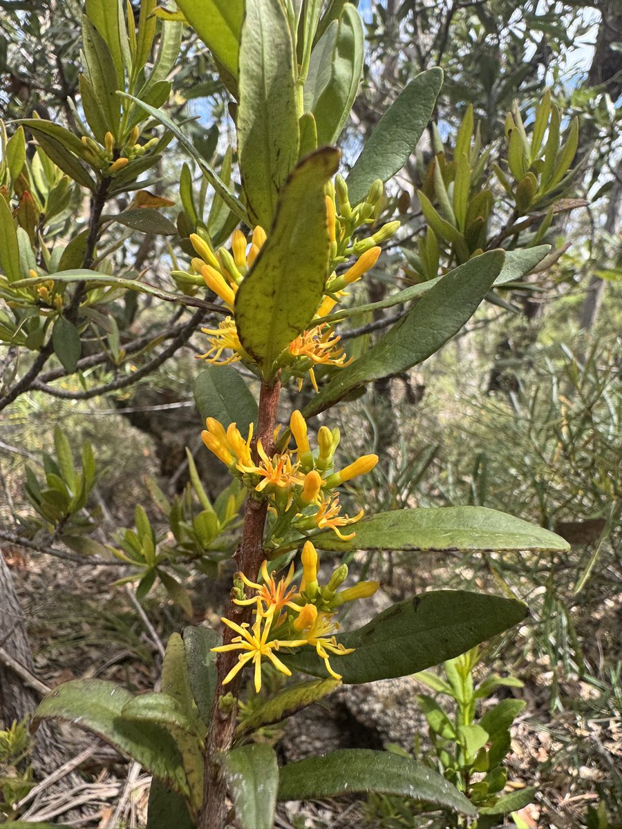 davidgregsmith's tweet image. This do anything for you @D0CT0R_Dave ?