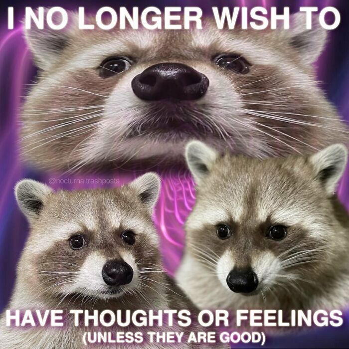 raccoonesthetic's tweet photo. https://t.co/LNQYAkfptk