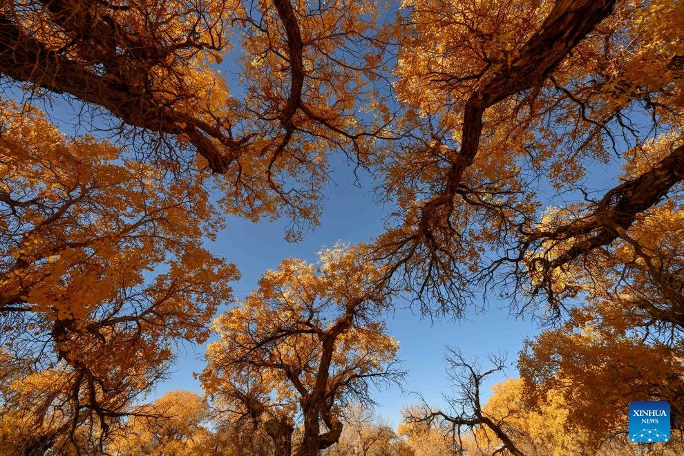 PDChinaLife's tweet image. Aglow in golden hues, the desert poplar (populus euphratica) forest paints a stunning autumn scene in Ejina Banner of Alxa League, north China's Inner Mongolia Autonomous Region. #ChinaAlbum #leafpeeping