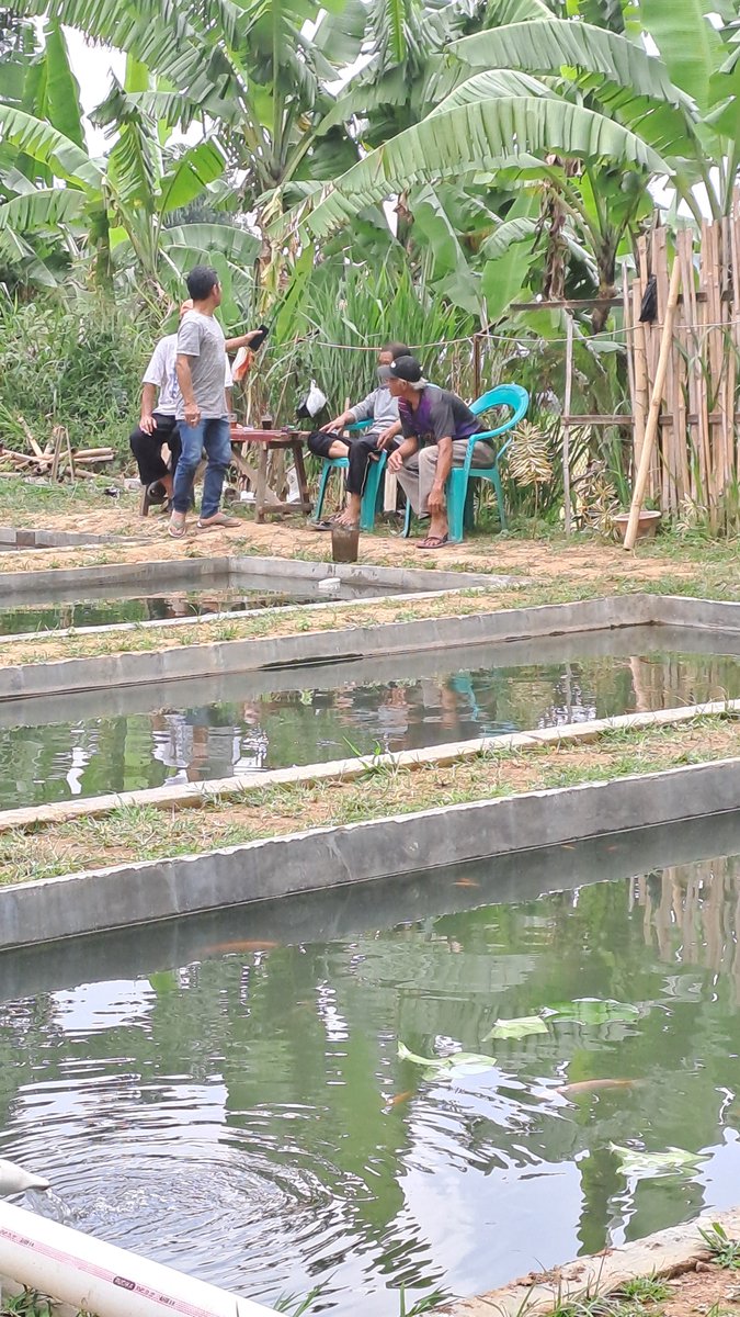 AgungDelly's tweet photo. Senin ( 28 / 10 ) Delly Agung Rifansyah Luhkan Kabupaten Bogor, di Kelompok Hayati Desa Tugu Utara Kecamatan Cisarua , Kegiaan Monitoring Usaha Pembesaran ikan Nila Kelompok. #giatluhkansatmingkalbogor #Kabbogor #Aktivitas #Budidaya https://t.co/Xp4ZVYxIPj