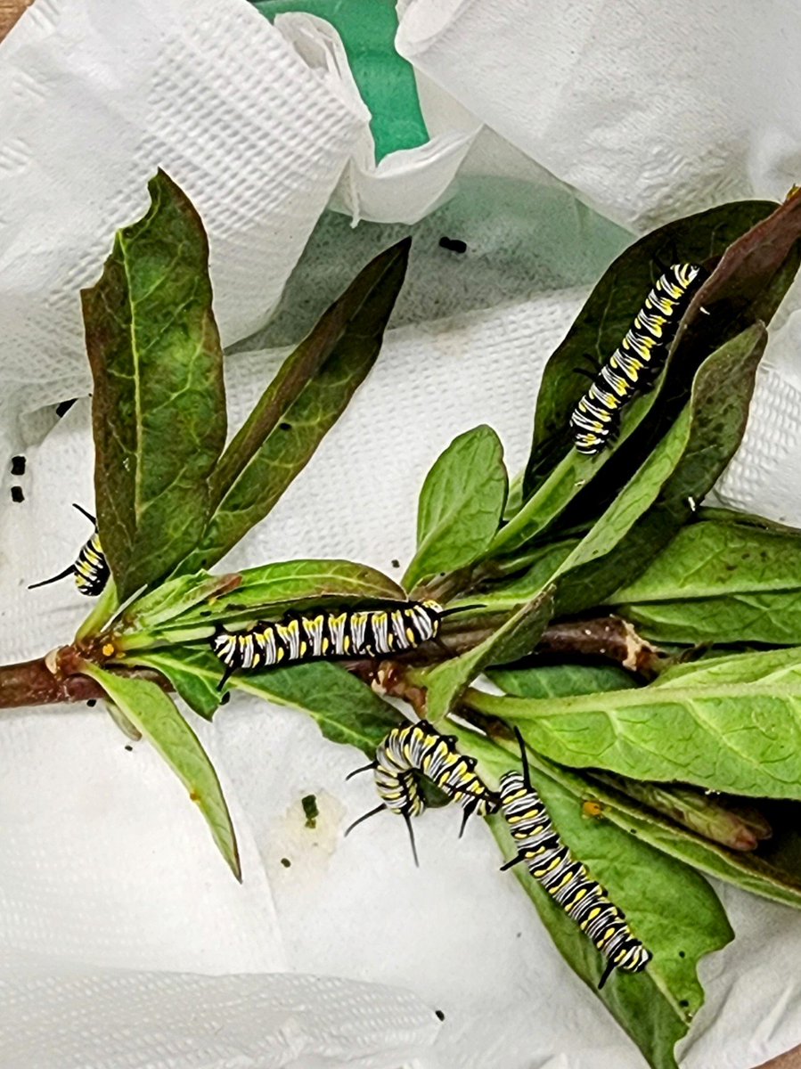 Had an incredible time <a href="/lacountyparks/">Los Angeles County Parks & Recreation</a> Whittier Narrows Nature Center's Day of the Dead Monarch event! Took home milkweed, enjoyed butterfly crafts, and learned about CA native plants from @CNPS. 
 #MonarchButterfly #pollinators #milkweed  #lacountyparks #Nature #Natureeducation