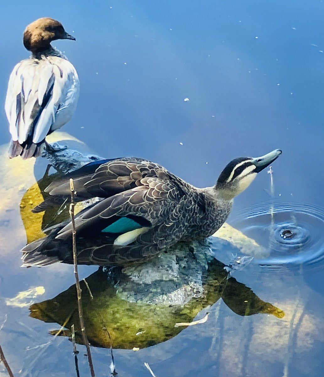 readyred68's tweet image. No need to show off just cos it’s #MallardMonday 😊