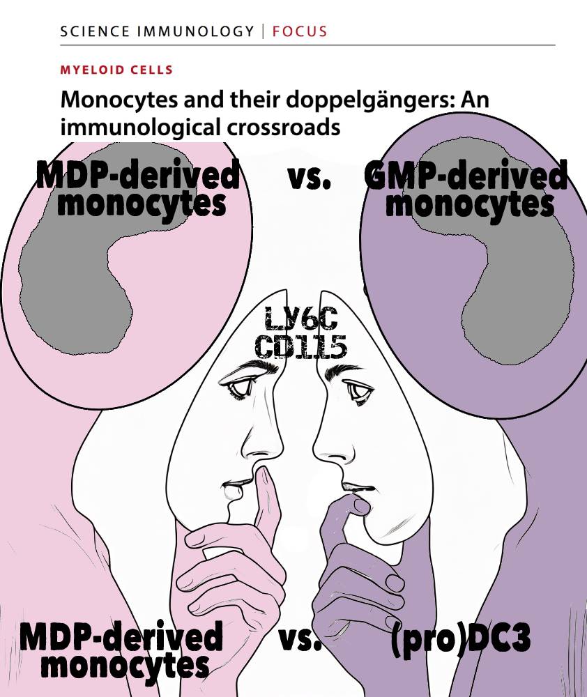 Mildner Lab (@mildnerlab) on Twitter photo 7 MDP-derived and 3 GMP-derived cell subsets were described within the Ly6C+ CD115+ gate. Are all these distinct #monocyte populations or do we have doppelgängers within them? We discussed this with <a href="/simonyona/">Simon Yona</a> in <a href="/SciImmunology/">Science Immunology</a>. Check here: science.org/doi/10.1126/sc… 7 MDP-derived and 3 GMP-derived cell subsets were described within the Ly6C+ CD115+ gate. Are all these distinct #monocyte populations or do we have doppelgängers within them? We discussed this with <a href="/simonyona/">Simon Yona</a> in <a href="/SciImmunology/">Science Immunology</a>. Check here: science.org/doi/10.1126/sc…