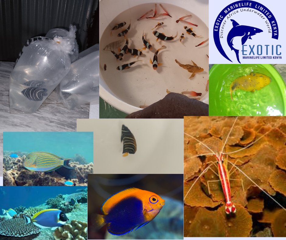 exoticmarineltd's tweet image. Make your order and name your destination,we ship globally 
exoticmarineltd.com
𝐄𝐦𝐚𝐢𝐥: 𝐦𝐚𝐫𝐤𝐞𝐭𝐢𝐧𝐠@𝐞𝐱𝐨𝐭𝐢𝐜𝐦𝐚𝐫𝐢𝐧𝐞𝐥𝐭𝐝.𝐜𝐨𝐦
𝐖𝐡𝐚𝐭𝐬𝐀𝐩𝐩:+𝟐𝟓𝟒𝟕𝟒𝟔𝟕𝟏𝟎𝟎𝟎𝟖

 #aquarium #fishpet #marinelife #fish #saltywaterfish #coral