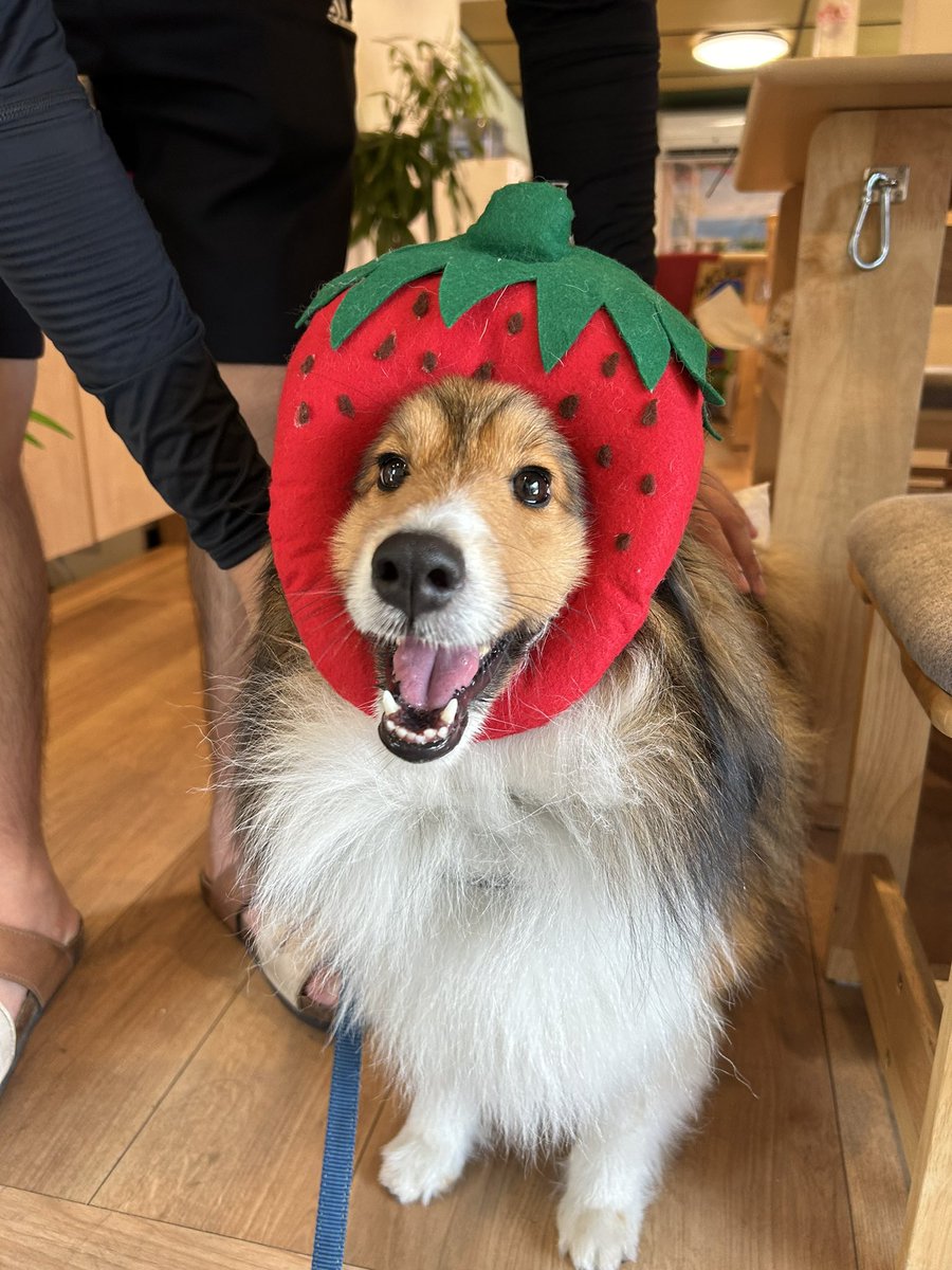 いい推しの日ということで🤭
私の推しはステラちゃん🥰💕
#いい推しの日2024 
#いい推しの日 
#シェルティ