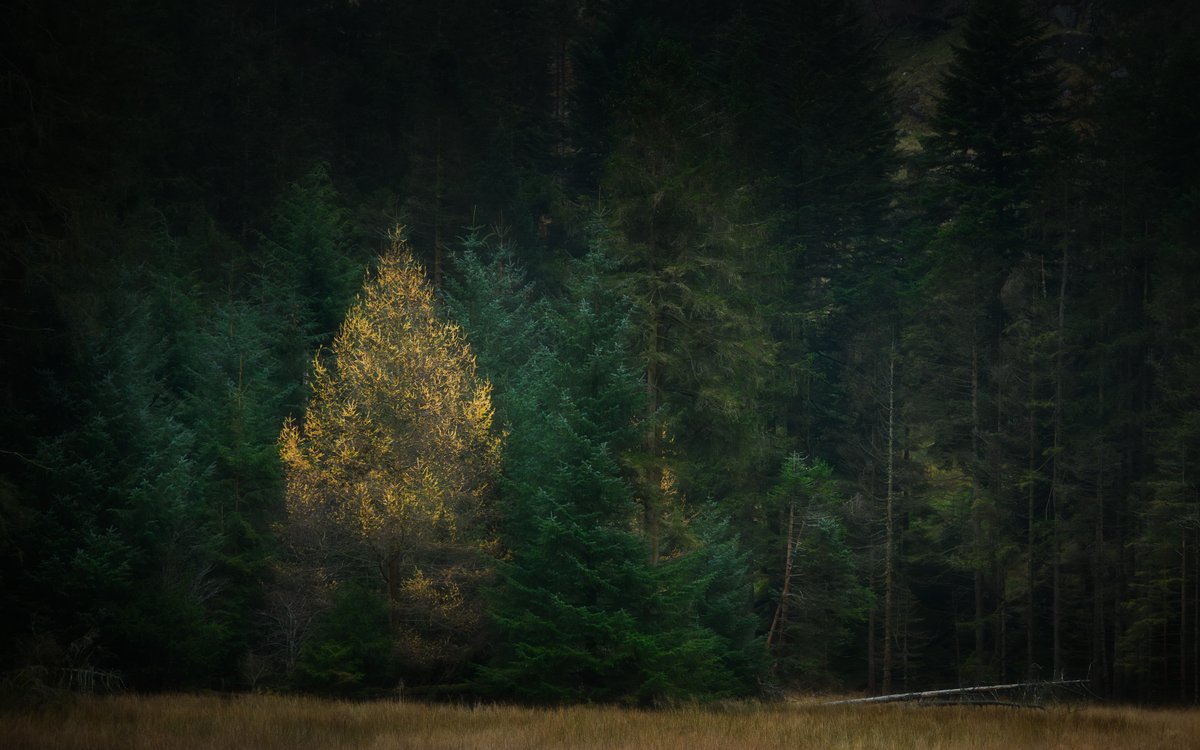 David Rippin🏔🌳📷🧗‍♂️🚴‍♂️🇪🇺 tweet media