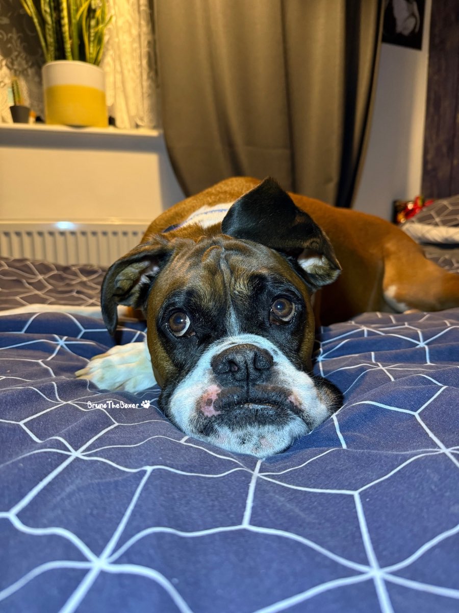 How I’m spending my Monday 😴
What are you up to today? ❤️ 

#boxerdog #boxerdogs #boxerdogfans #boxer #boxerdogcentral #boxersofuk #boxerdoglover #boxerdogz