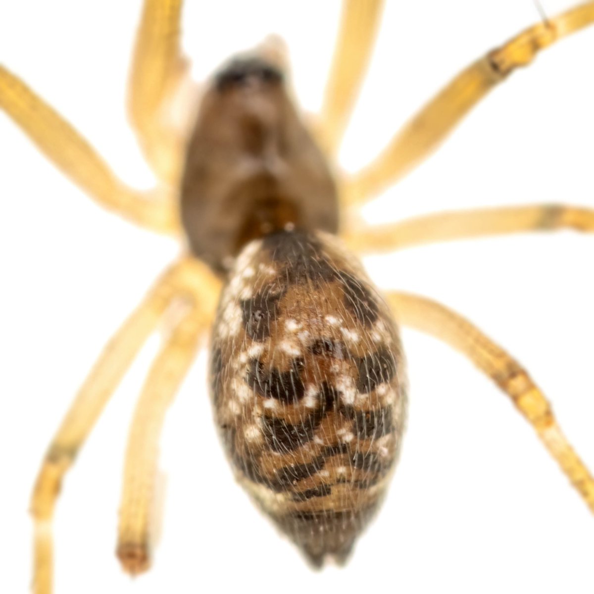 monday_spider tweet media