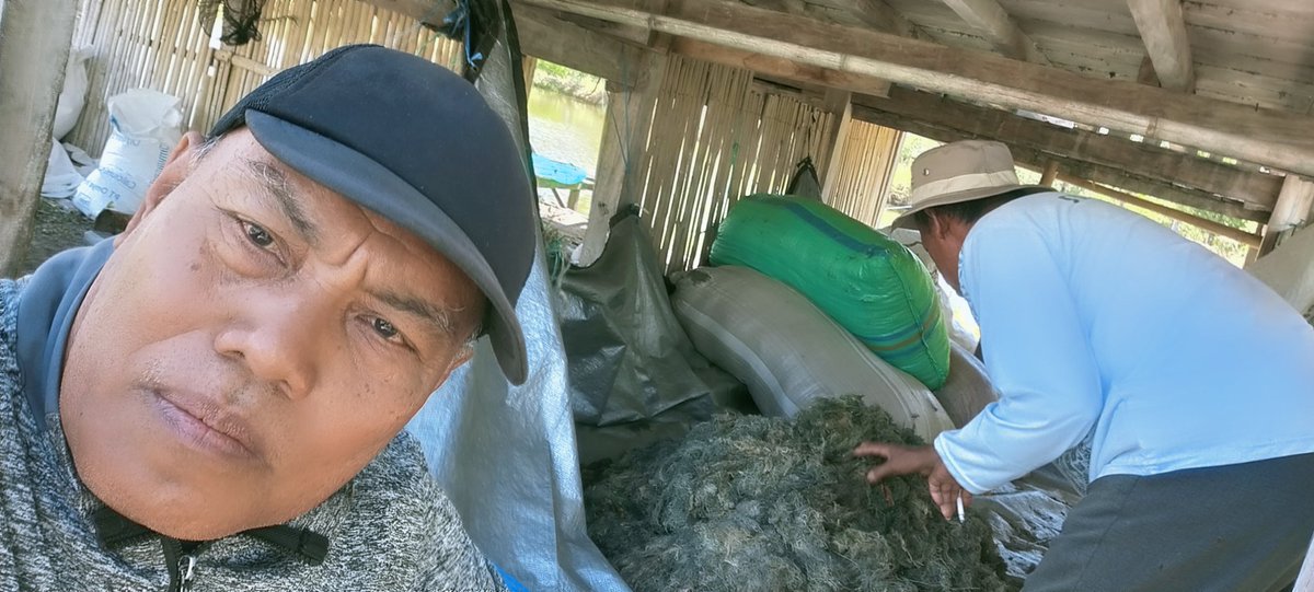 Rokit_66's tweet photo. Kamis (10/10/2024) ROKIT SP Luhkan Kab Sinjai mendampingi panen rumput Laut jenis gracilaria SP An Burhanuddin di Desa Panaikang Kec Sinjai Timur produksi kering 250 Kg harga Rp 3.500/kg
#GiatLuhkanSatminkalMaros 
#Panen
#Luhlapor https://t.co/AVPKCx6yvl