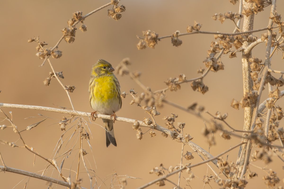 European serin
בזבוז אירופי
#BirdsSeenIn2024