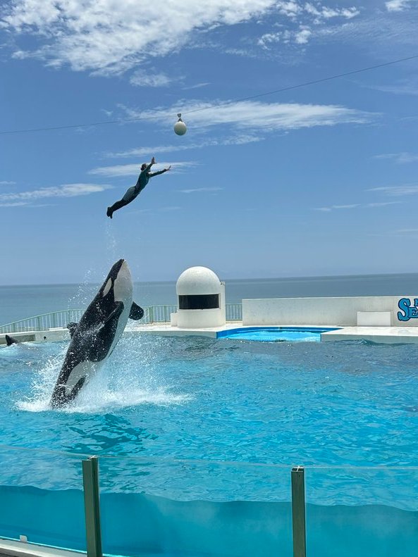 飛びますっ！飛びますっ！大迫力🤩 シャチで有名な鴨川シーワールド
