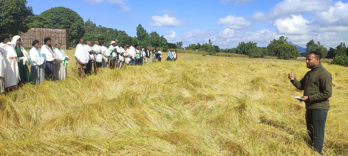 AmharaResearch's tweet photo. Adet Agricultural Research Center is scaling up high yielding Teff varieties to farmers. 'Hiber-1' and 'Washera' Teff varieties yield 28 &amp; 32 Quintal/Hectare respectively.

https://t.co/opo7ZmLzse https://t.co/9oH7t93y9A
