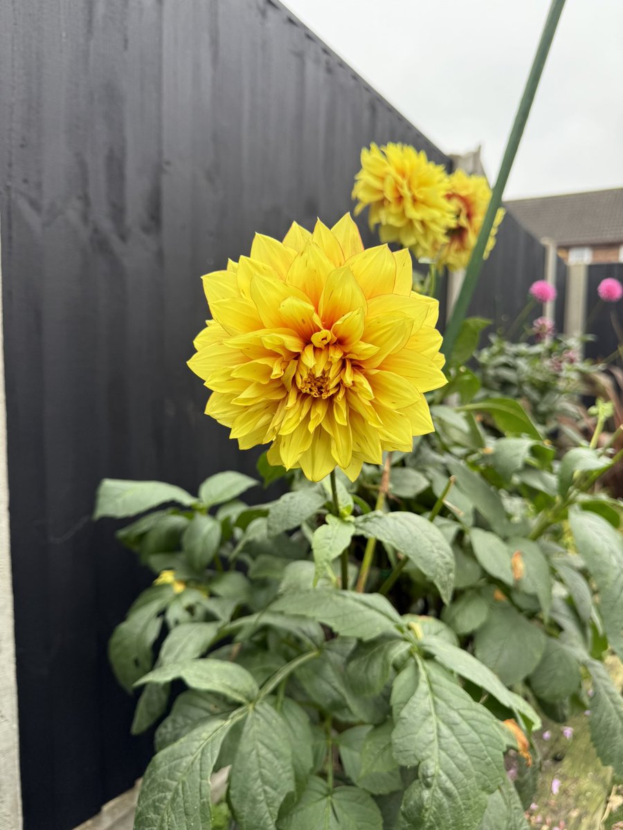 gazsplot's tweet photo. November and the garden Dahlias are still in full bloom.
#Dahlia #DahliaLove #dahlias #DailyDahlia #Flowers #blooms #Allotment #gardening #GardeningTwitter #GardenersWorld https://t.co/OtJsRyEIAM