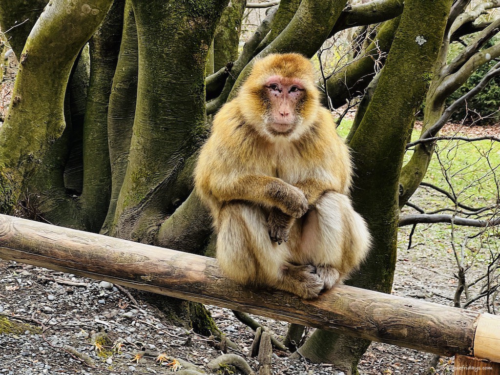 MudpieFridays's tweet image. We spotted two different areas where the keepers do talks and small feedings with the monkeys

Read more 👉 lttr.ai/AYawF

#VisitingAffenbergSalem #MonkeyForest #MonkeyMountain