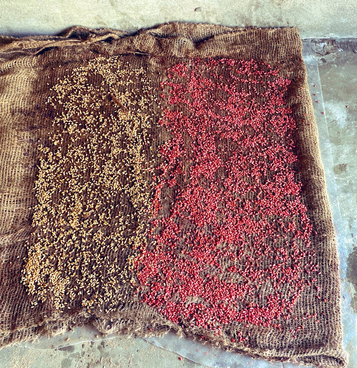 I have do trial regarding, 
Seed treatment vs non treated seed.  
After 2-3 days i will share result with all you guys. 

Seed treatment is very essential for better seed germination and to control BUNT disease on wheat crop. 
Share your opinion about seed treatment?