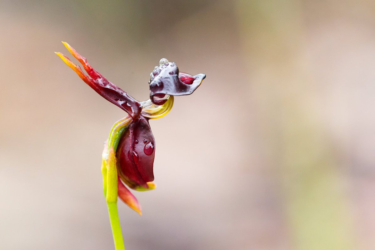 Dave Smith tweet media