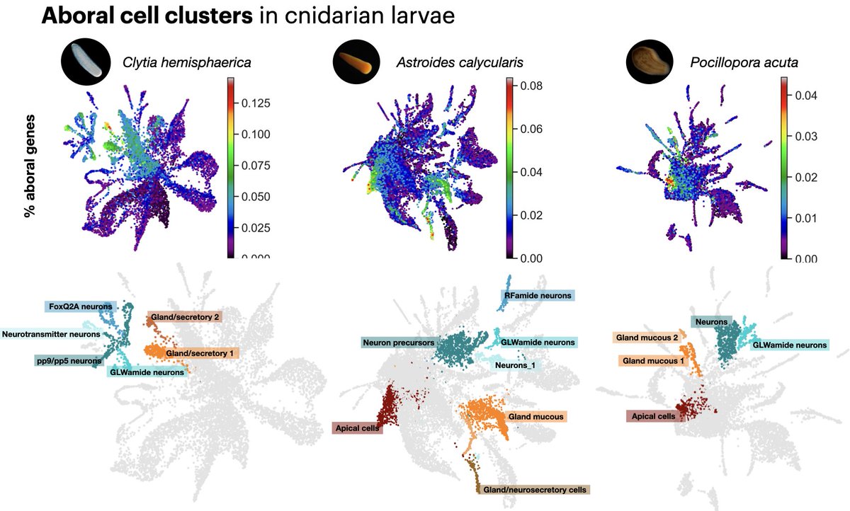 Clytia group LBDV (@clytia_vlfr) on Twitter photo Aboral cell types of Clytia and coral larvae have shared features and link taurine to the regulation of settlement biorxiv.org/content/10.110… Tour de force from <a href="/juliar_mateu/">Julia Ramon Mateu</a> , <a href="/AnnaFerraioli_/">Anna Ferraioli</a> Richard Copley, and coral larvae via <a href="/3NuriaTeixido/">Nuria Teixido</a> & Isabelle Domart Coulon Aboral cell types of Clytia and coral larvae have shared features and link taurine to the regulation of settlement biorxiv.org/content/10.110… Tour de force from <a href="/juliar_mateu/">Julia Ramon Mateu</a> , <a href="/AnnaFerraioli_/">Anna Ferraioli</a> Richard Copley, and coral larvae via <a href="/3NuriaTeixido/">Nuria Teixido</a> & Isabelle Domart Coulon
