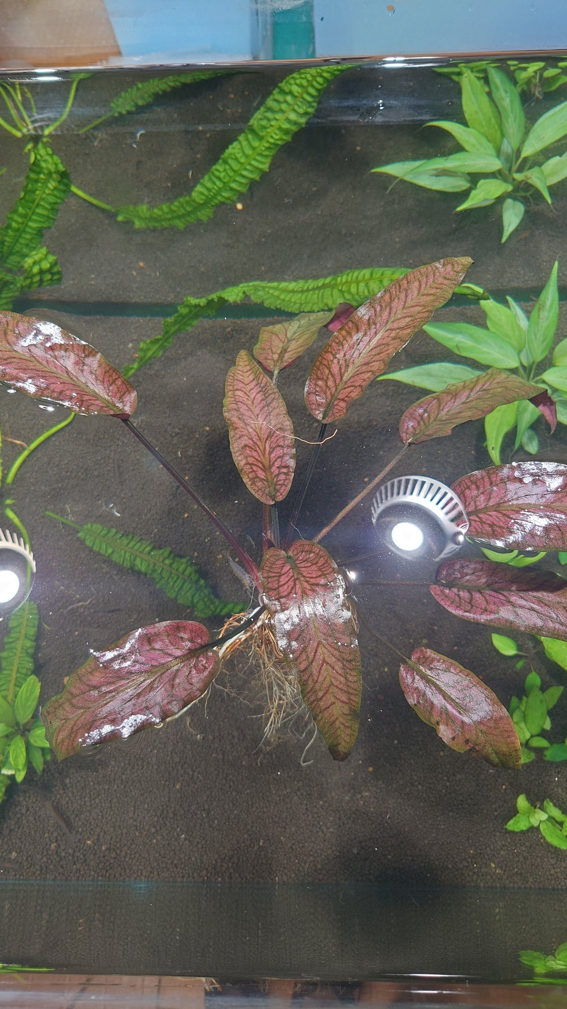 Cryptocoryne joshanii Basilan island Philippines LA便 ① 定番，HOT