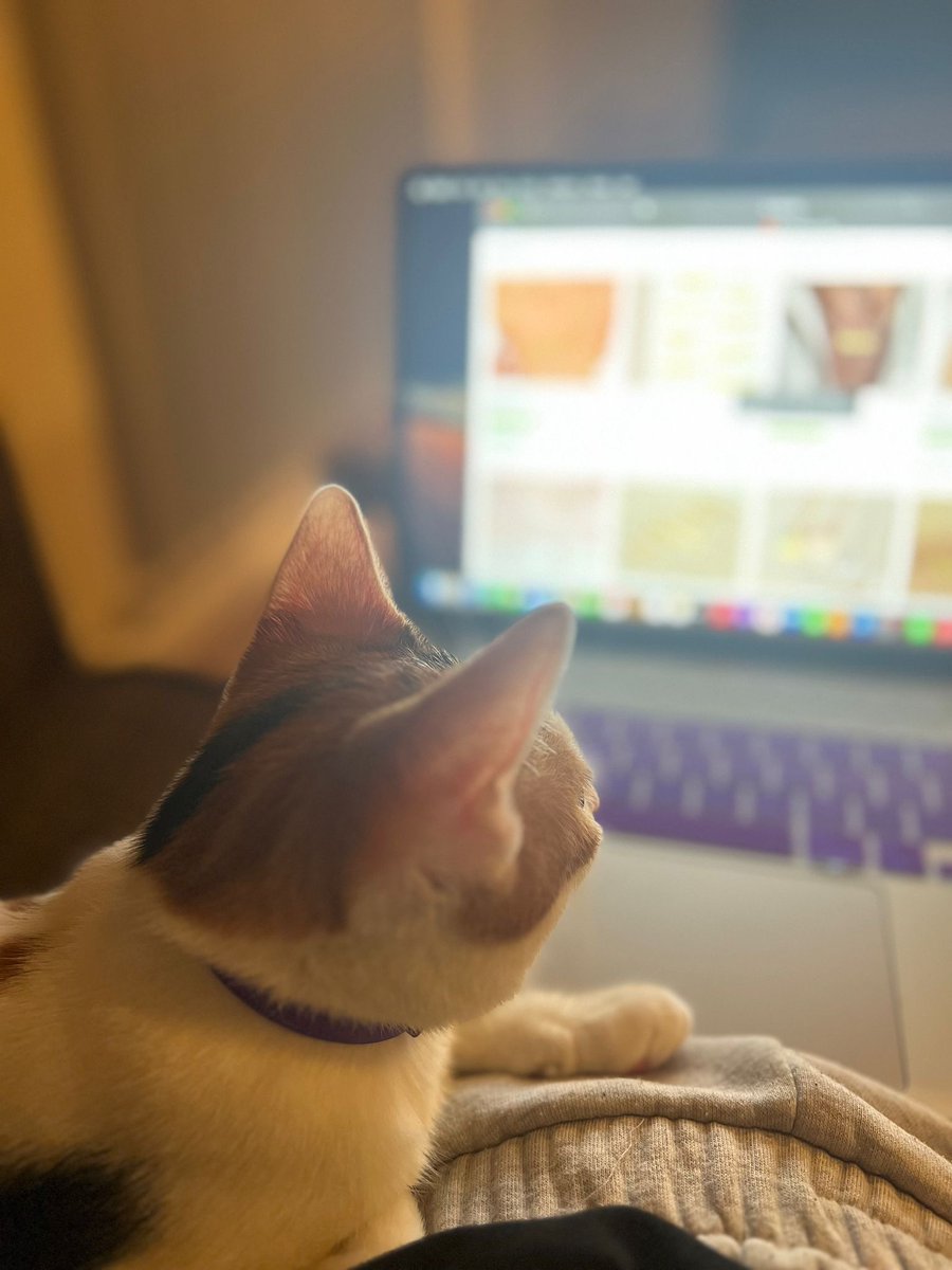 current state: debugging models at 11pm while my cat judges my 4th coffee of the day from her $200 cat bed that she refuses to use