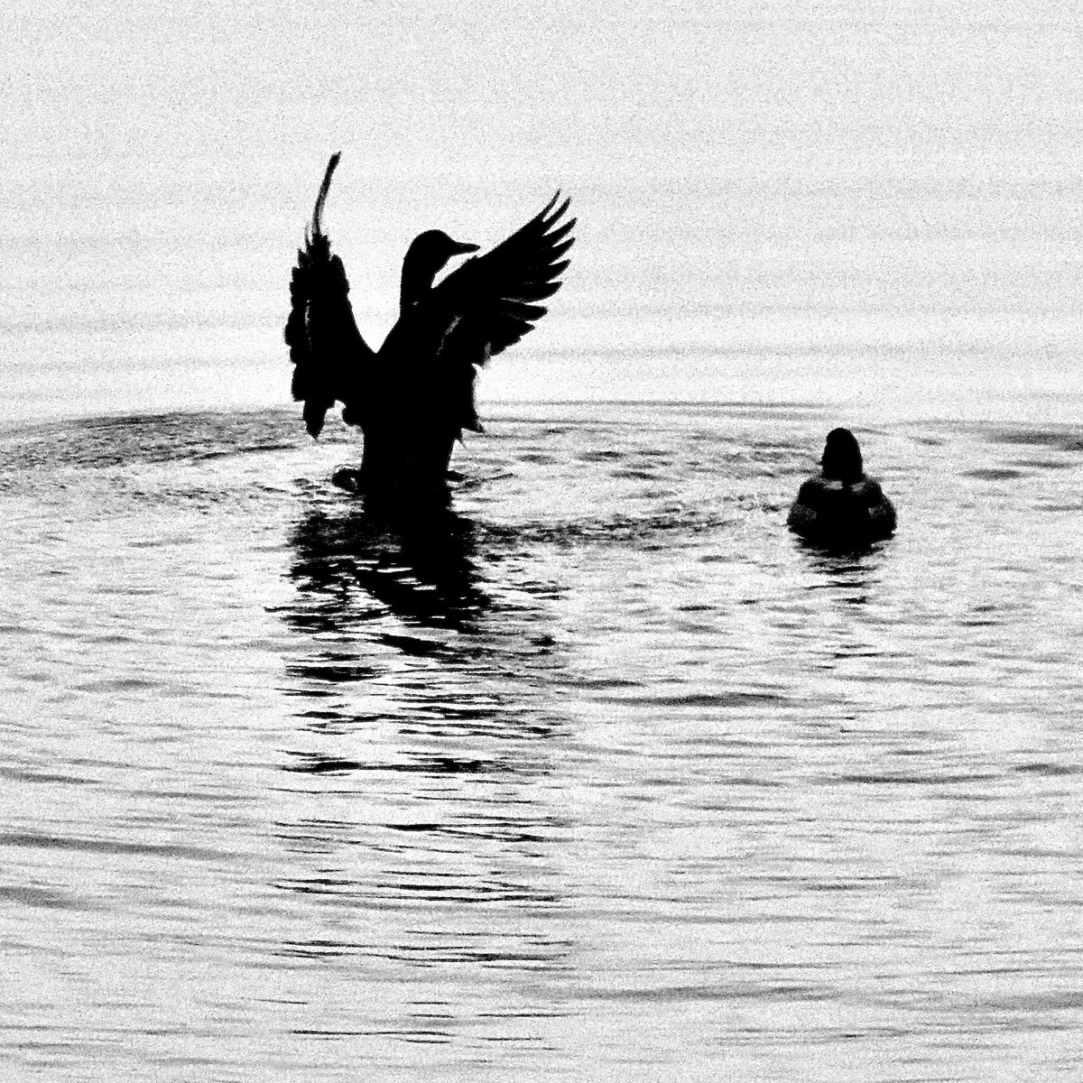 Anne Charnock tweet media